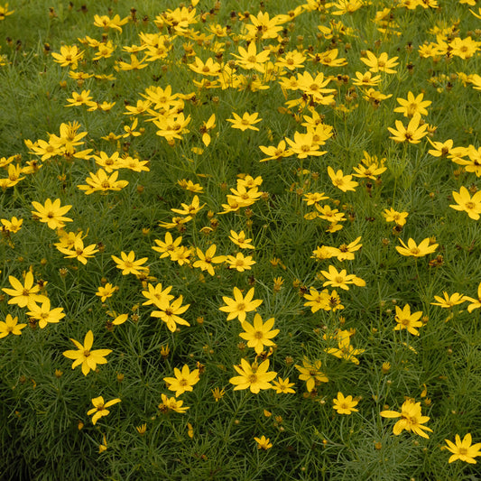 Coreopsis Zagreb (6.5" tall pot)
