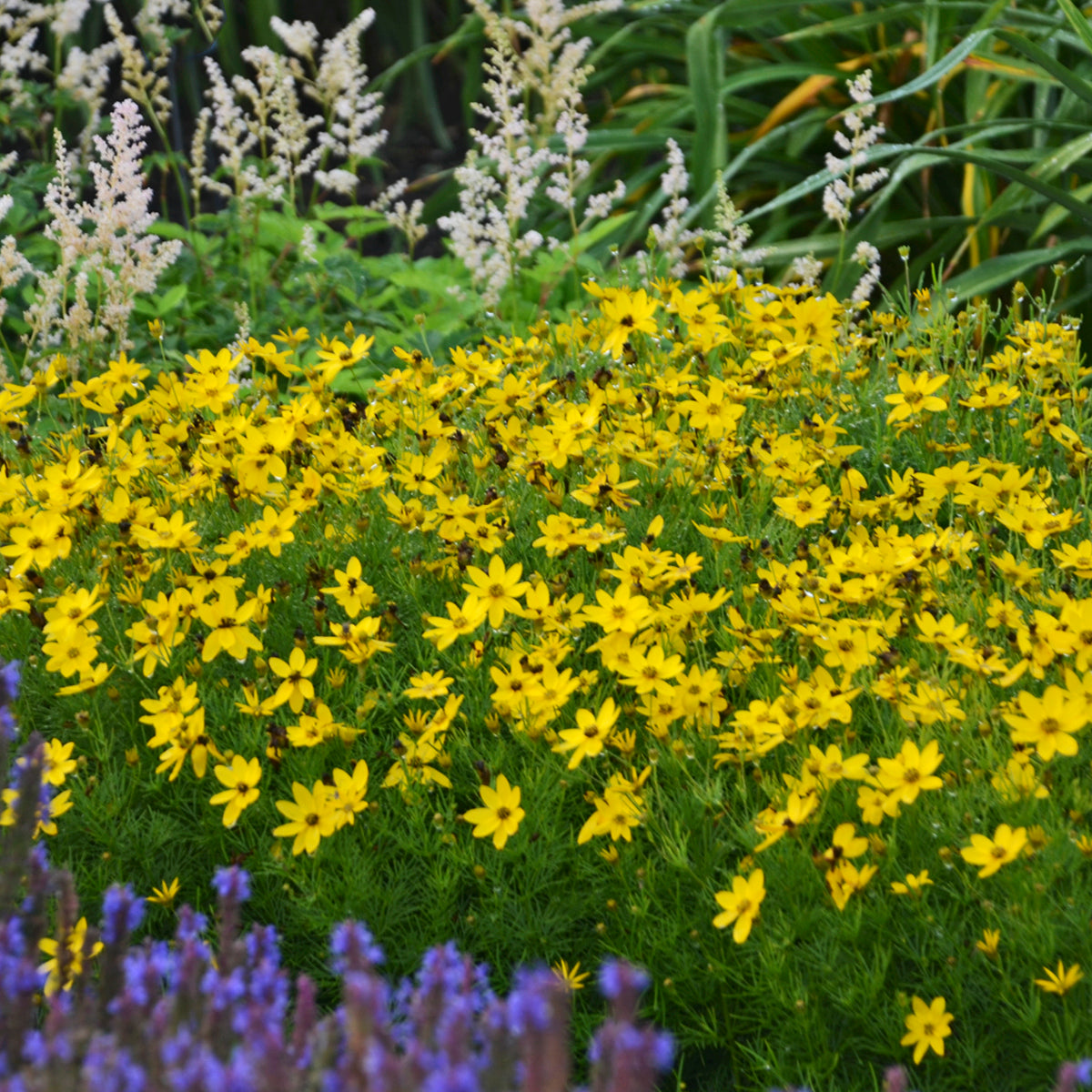 Coreopsis Zagreb (6.5" tall pot)