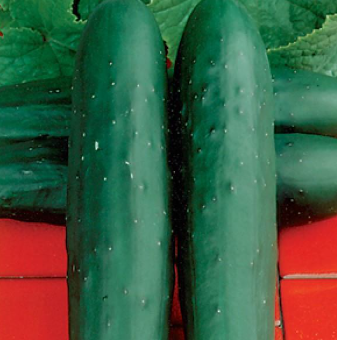 Cucumber Dasher II (3-pack)