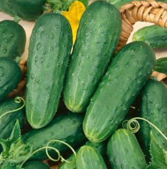 Cucumber Homemade Pickles (3-pack)