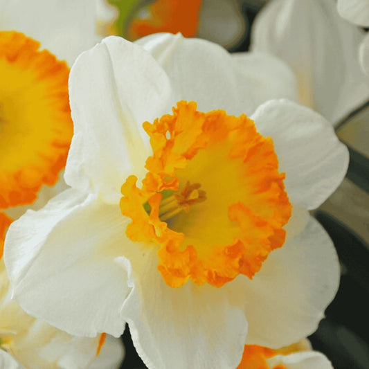 Daffodil Bulb - Large Cupped 'Accent'
