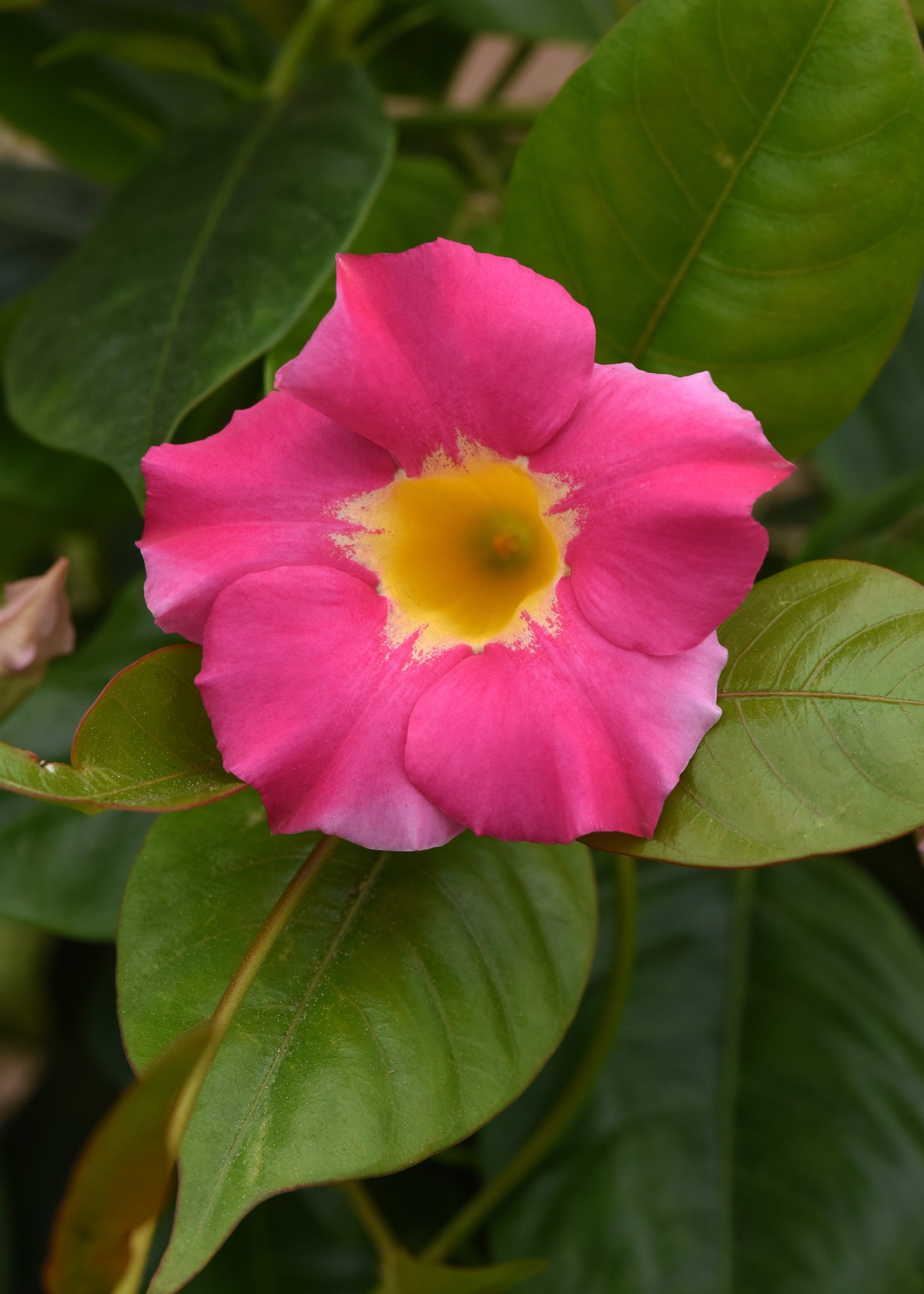 Dipladenia Pink (6" orange pot)