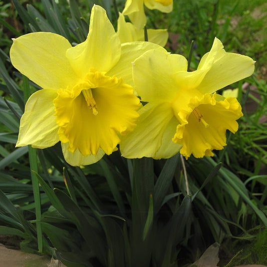 Daffodil Bulb - Trumpet 'Dutch Master'