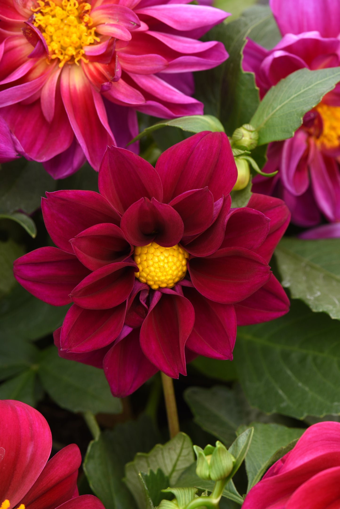 Dahlias Violet - LARGE (6-pack)