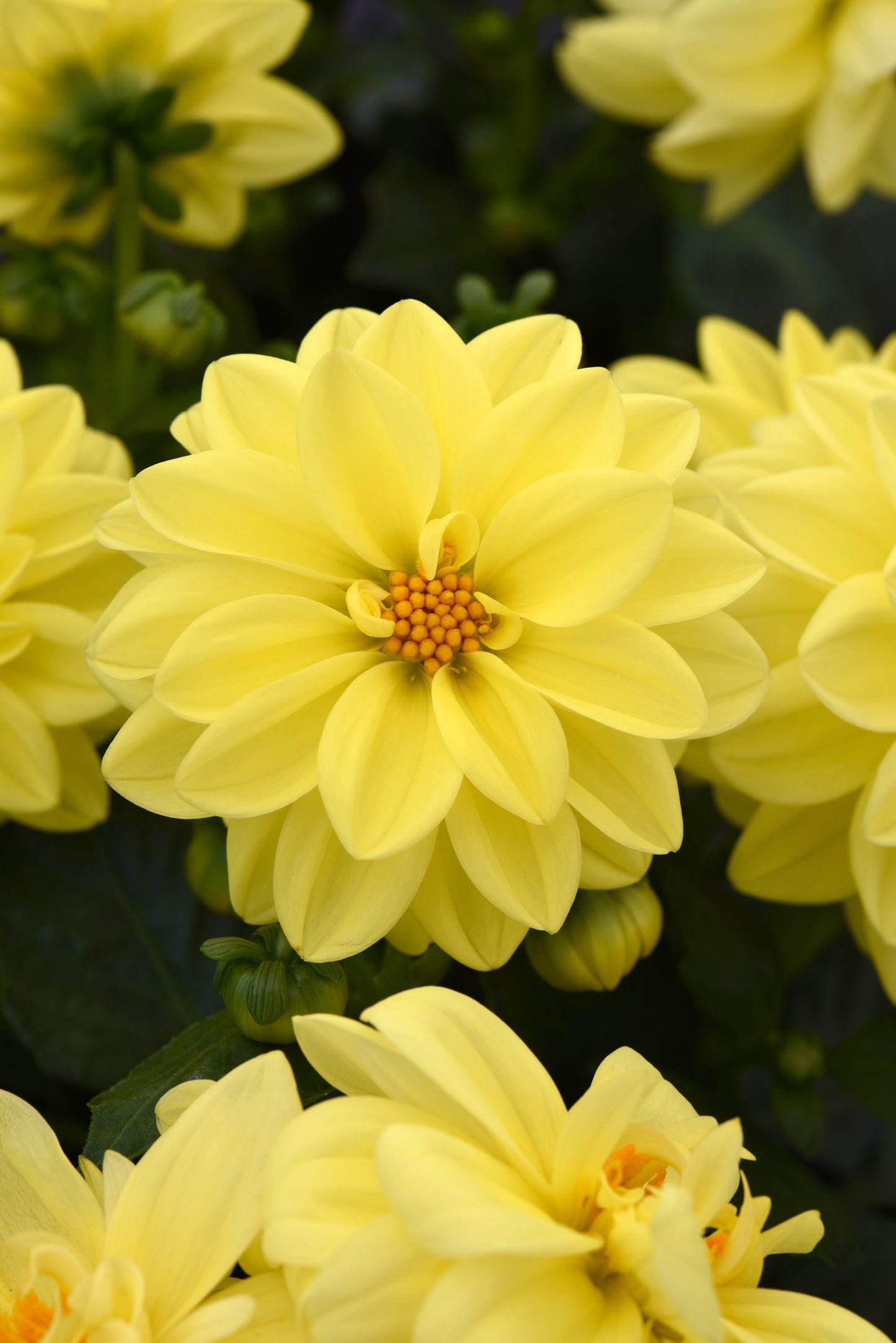Dahlias Yellow - LARGE (6-pack)
