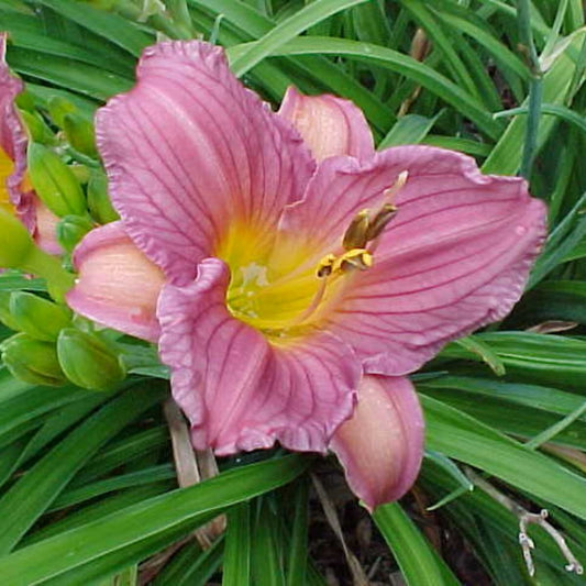 Daylily - Purple D'Oro