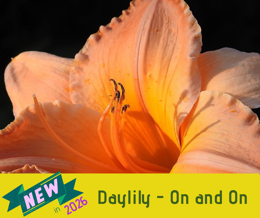 Daylily - On and On
