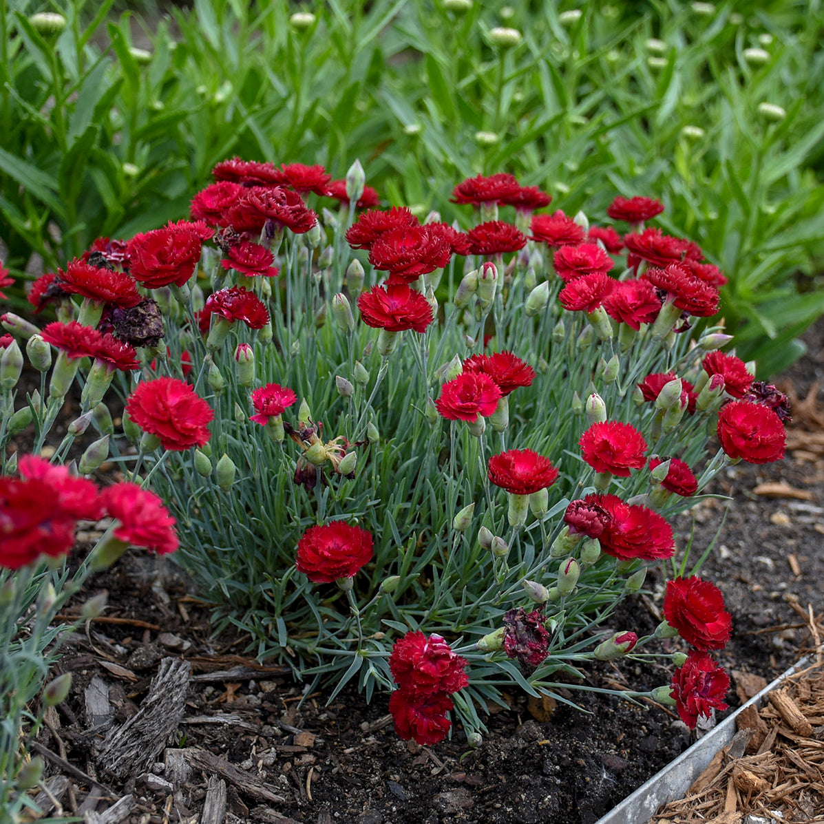 Dianthus Electric Red (6.5" tall pot)