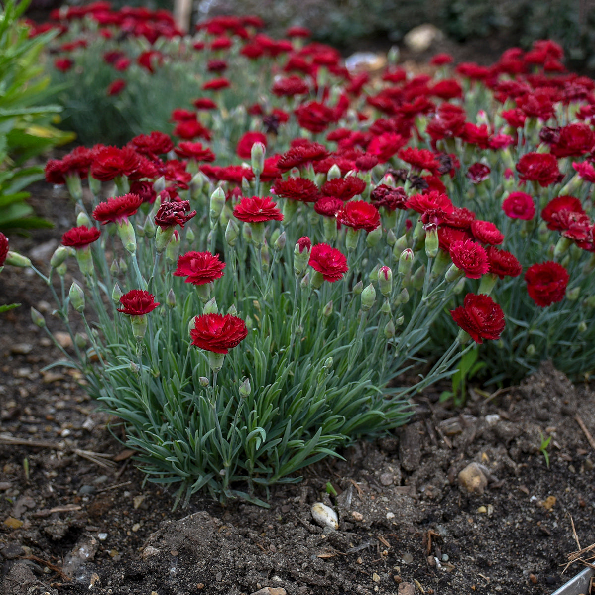 Dianthus Electric Red (6.5" tall pot)