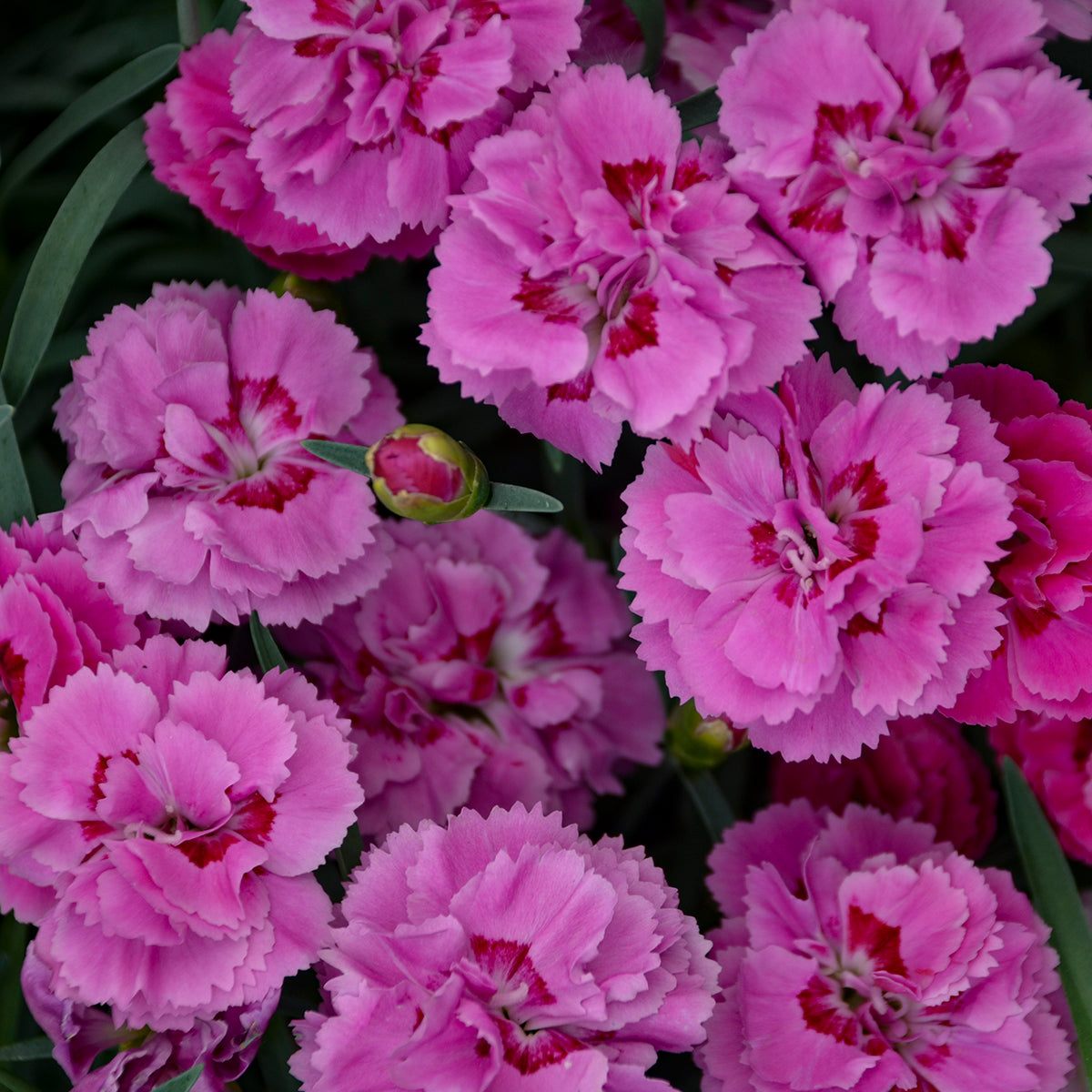 Dianthus - Goody Gumdrops