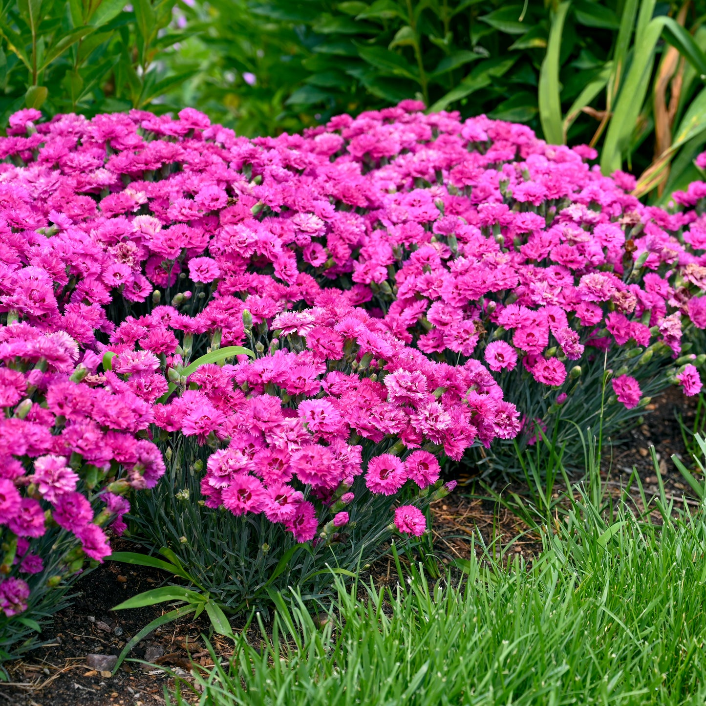 Dianthus - Goody Gumdrops