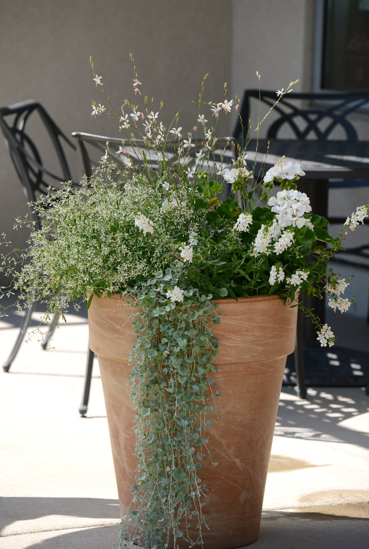 Dichondra Silver Falls (5" orange pot)