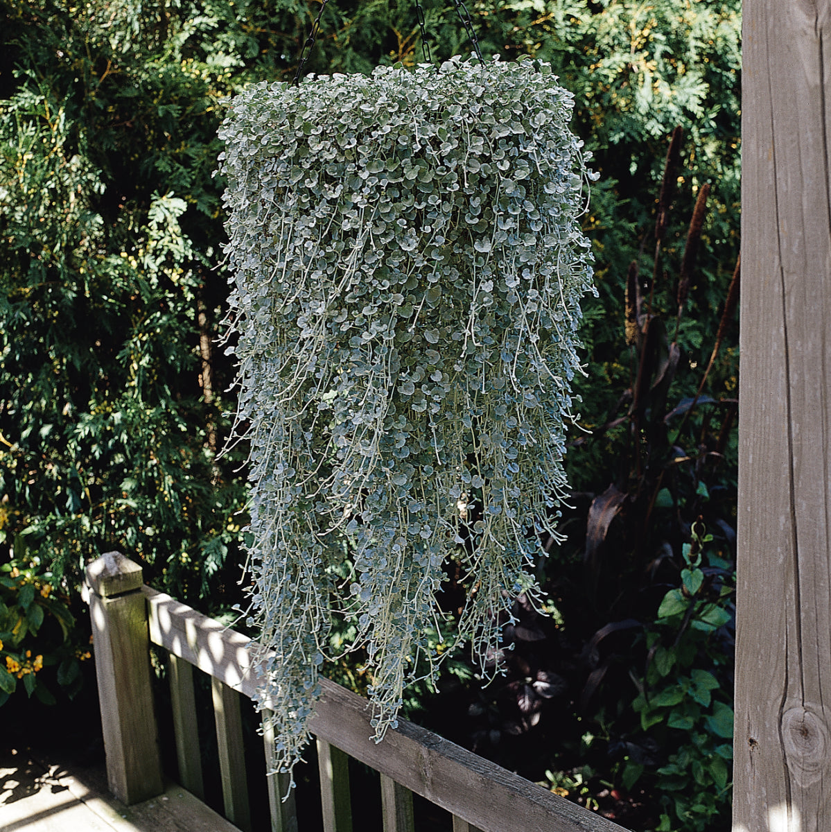 Dichondra Silver Falls (5" orange pot)