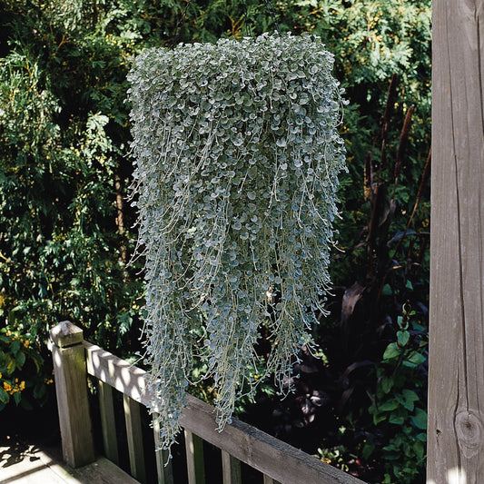Dichondra Silver Falls (5" orange pot)