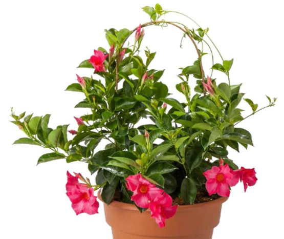 Dipladenia Coral Pink (6" orange pot)