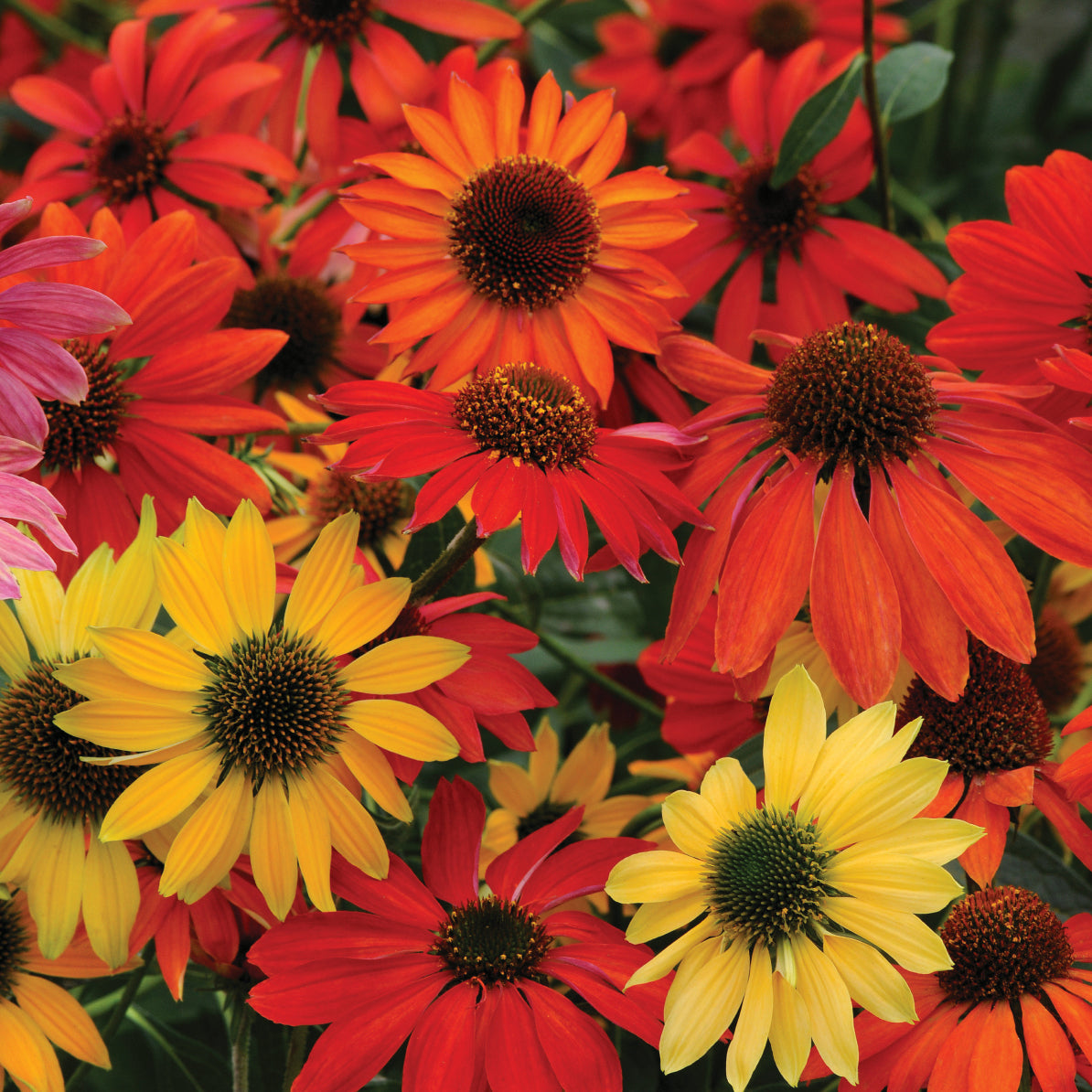 Echinacea Cheyenne Spirit (6.5" tall pot)