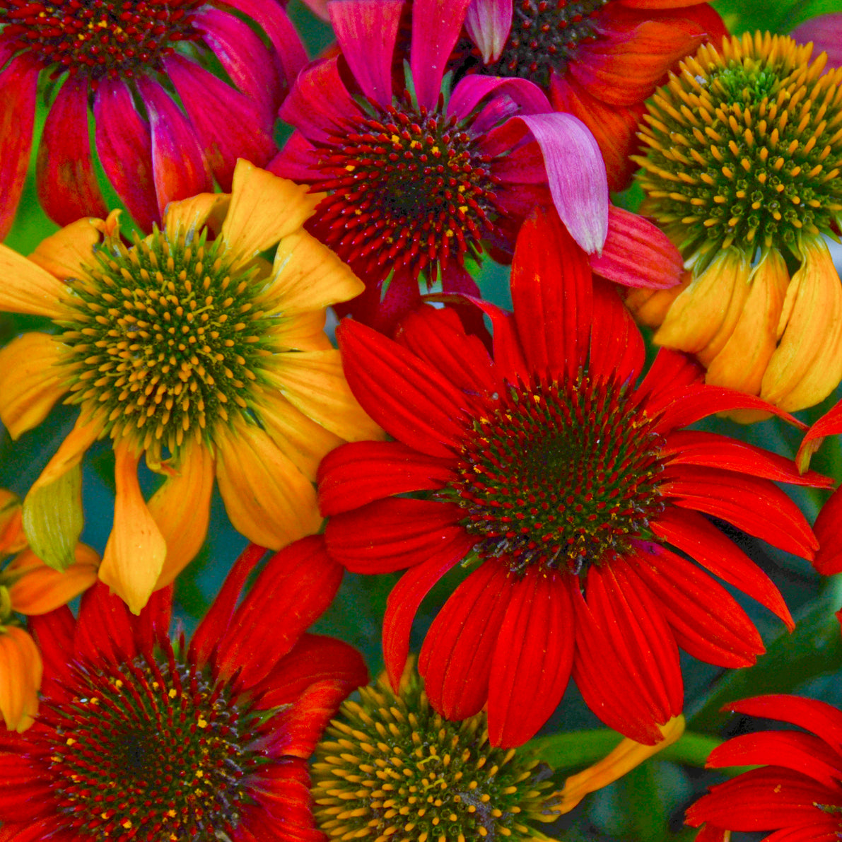 Echinacea Cheyenne Spirit (6.5" tall pot)