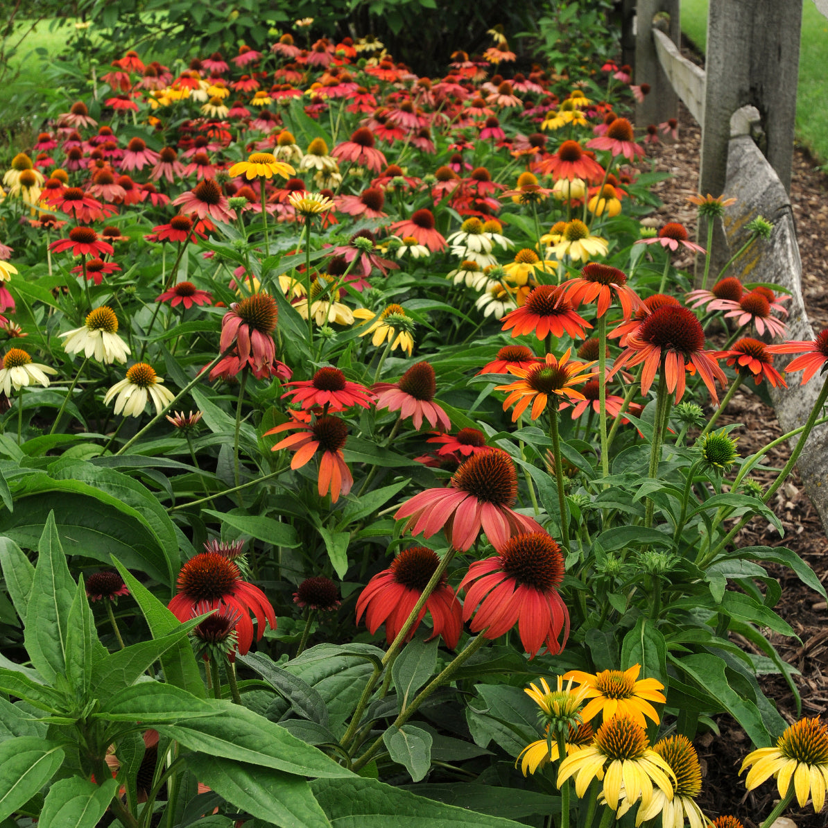 Echinacea Cheyenne Spirit (6.5" tall pot)