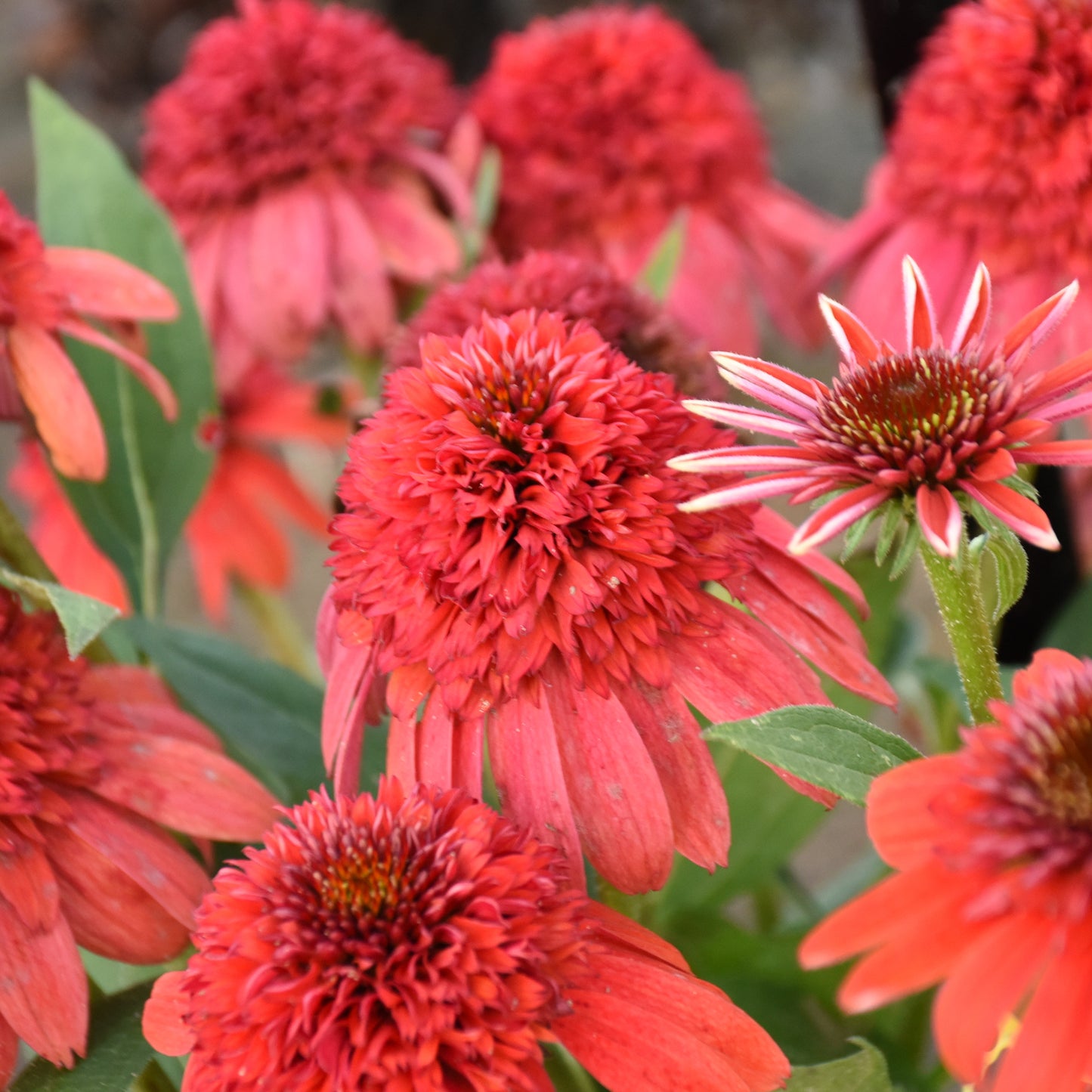 Echinacea - Jam Berry
