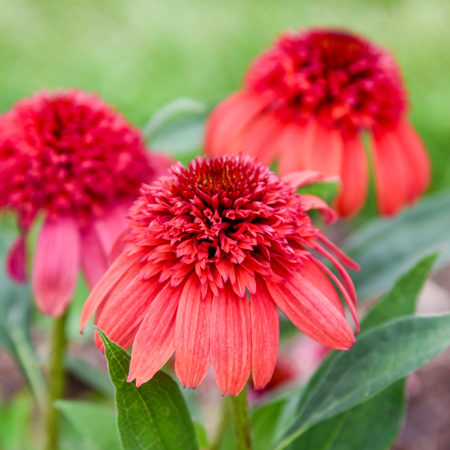 Echinacea - Jam Berry