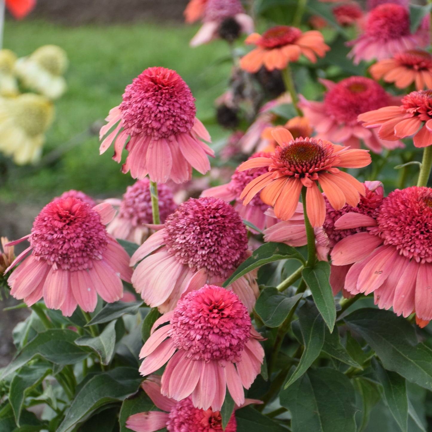 Echinacea Rainbow Sherbert (6.5" tall pot)