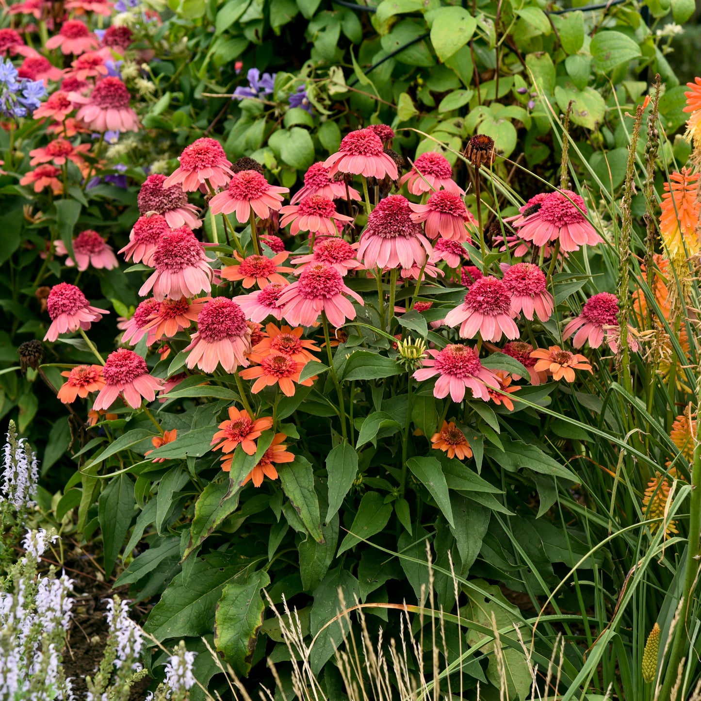 Echinacea Rainbow Sherbert (6.5" tall pot)