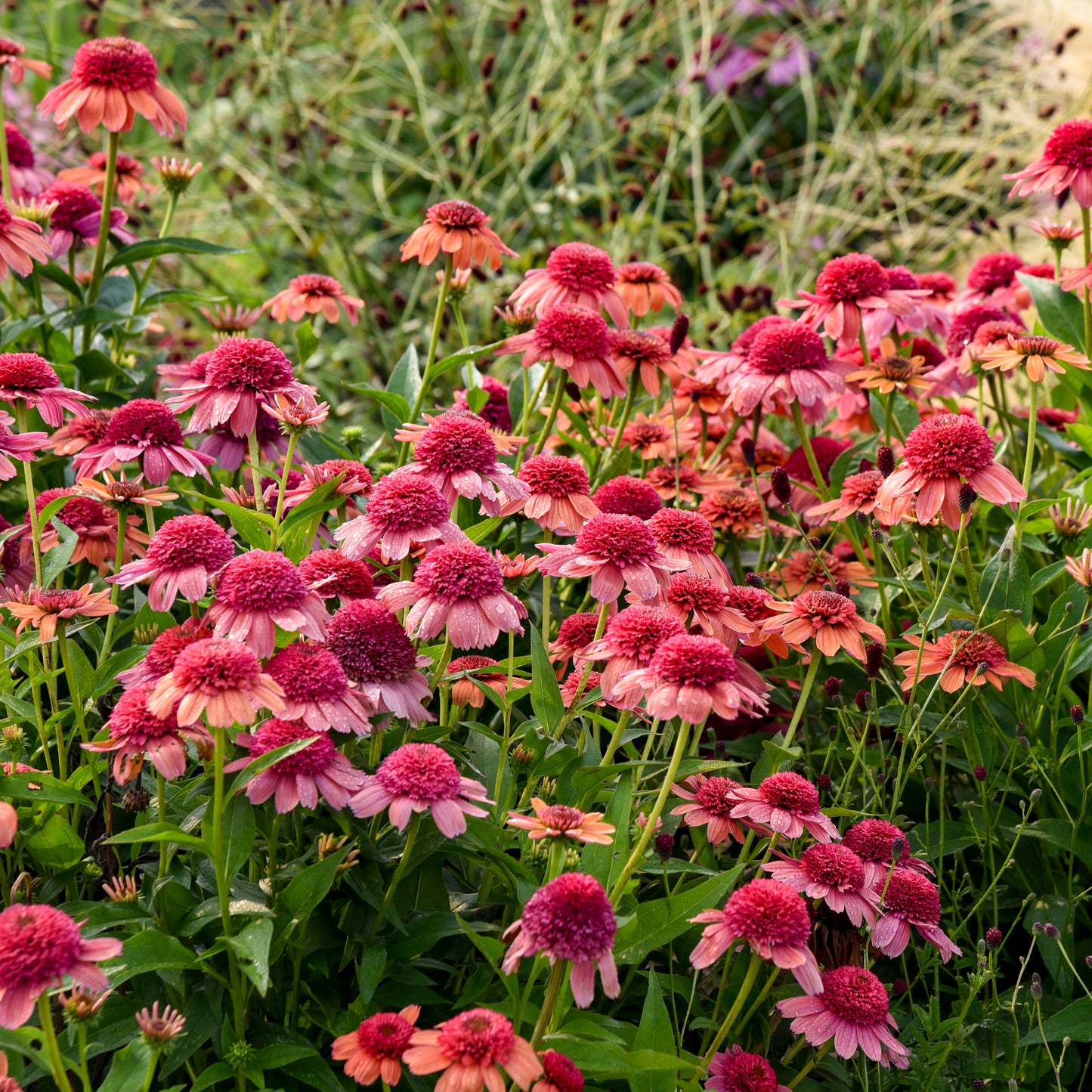 Echinacea Rainbow Sherbert (6.5" tall pot)