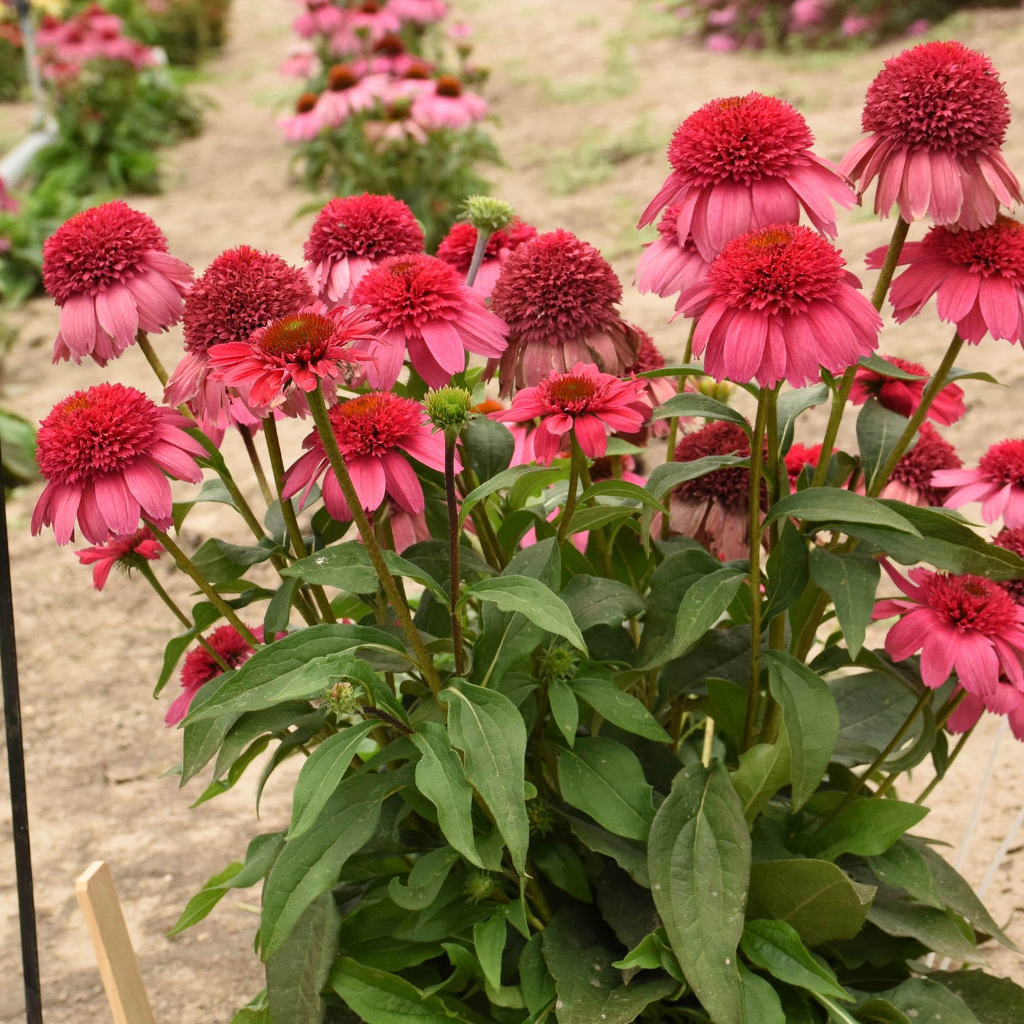 Echinacea Watermelon Sugar (6.5" tall pot)
