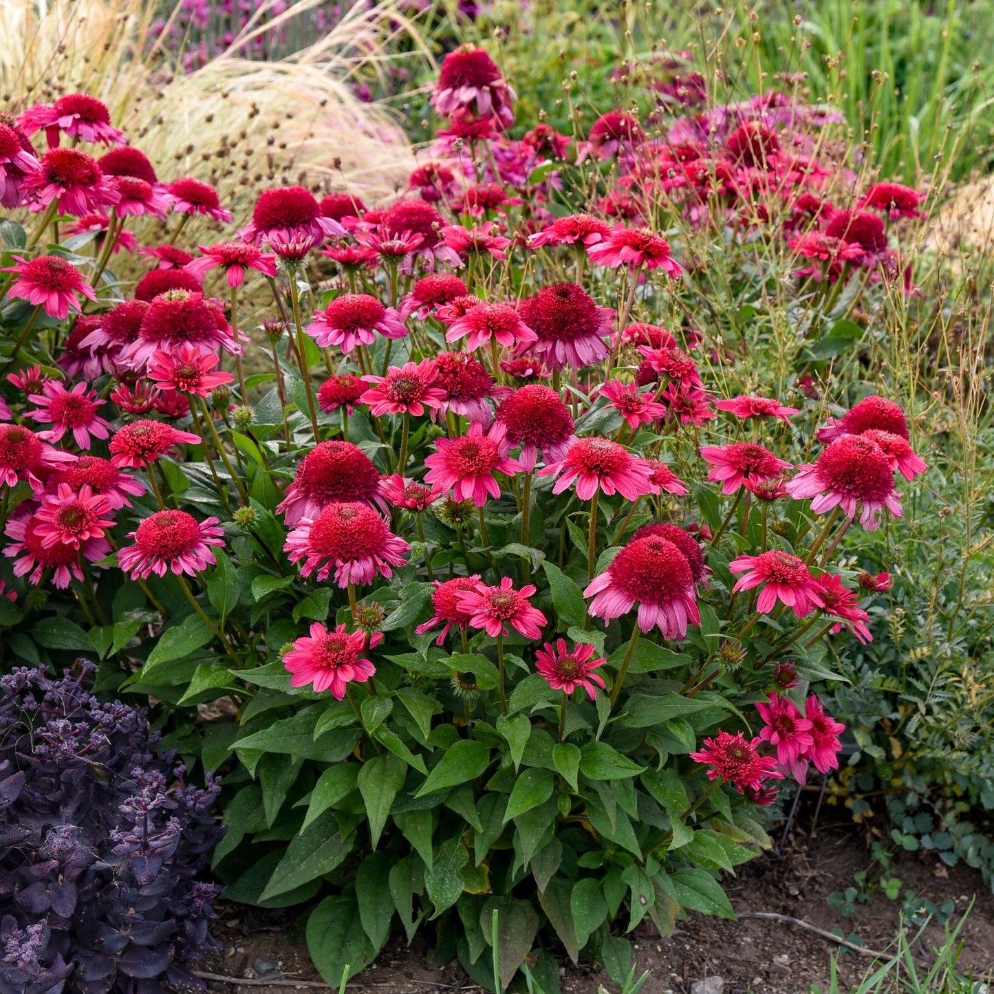 Echinacea Watermelon Sugar (6.5" tall pot)