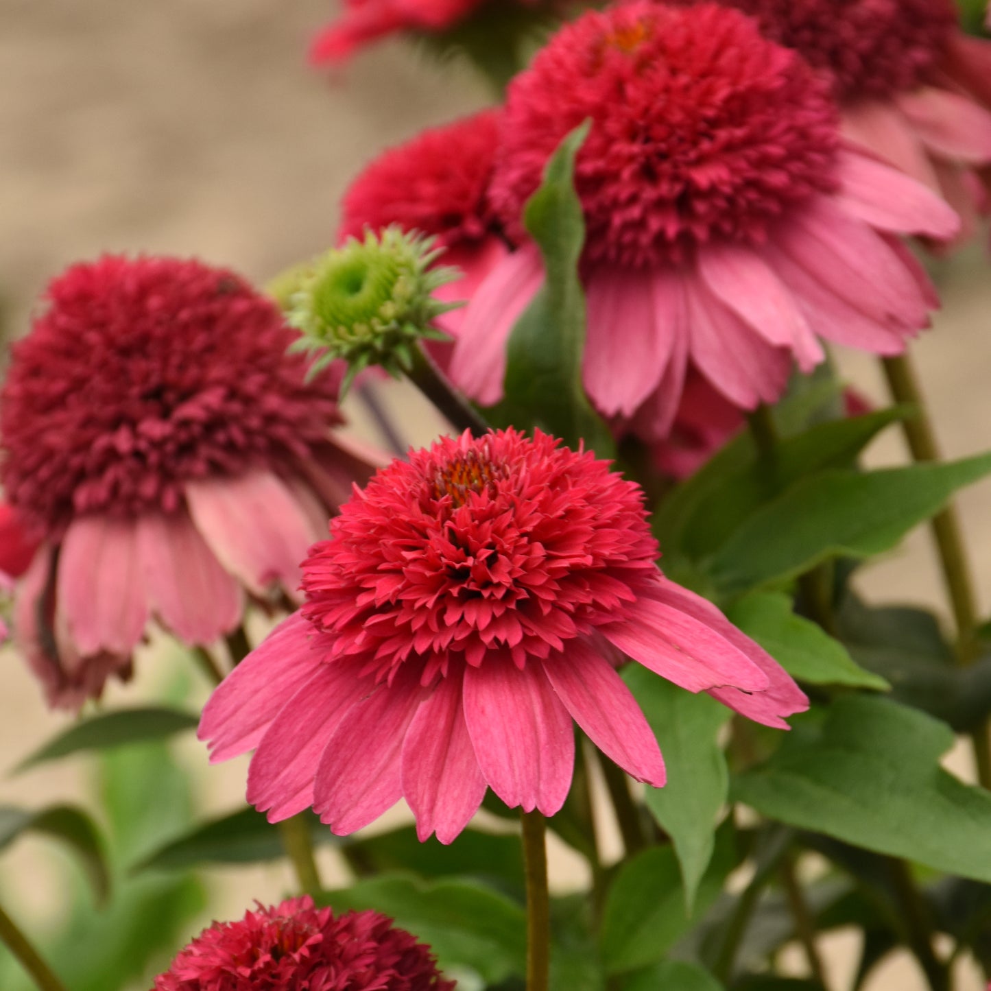 Echinacea Watermelon Sugar (6.5" tall pot)