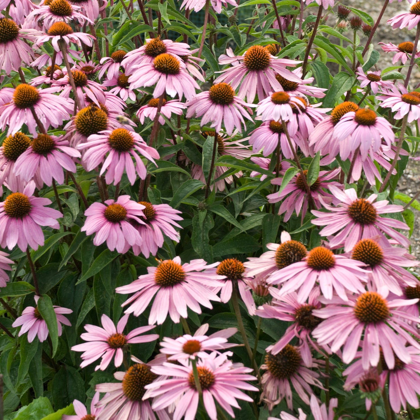 Echinacea - Magnus