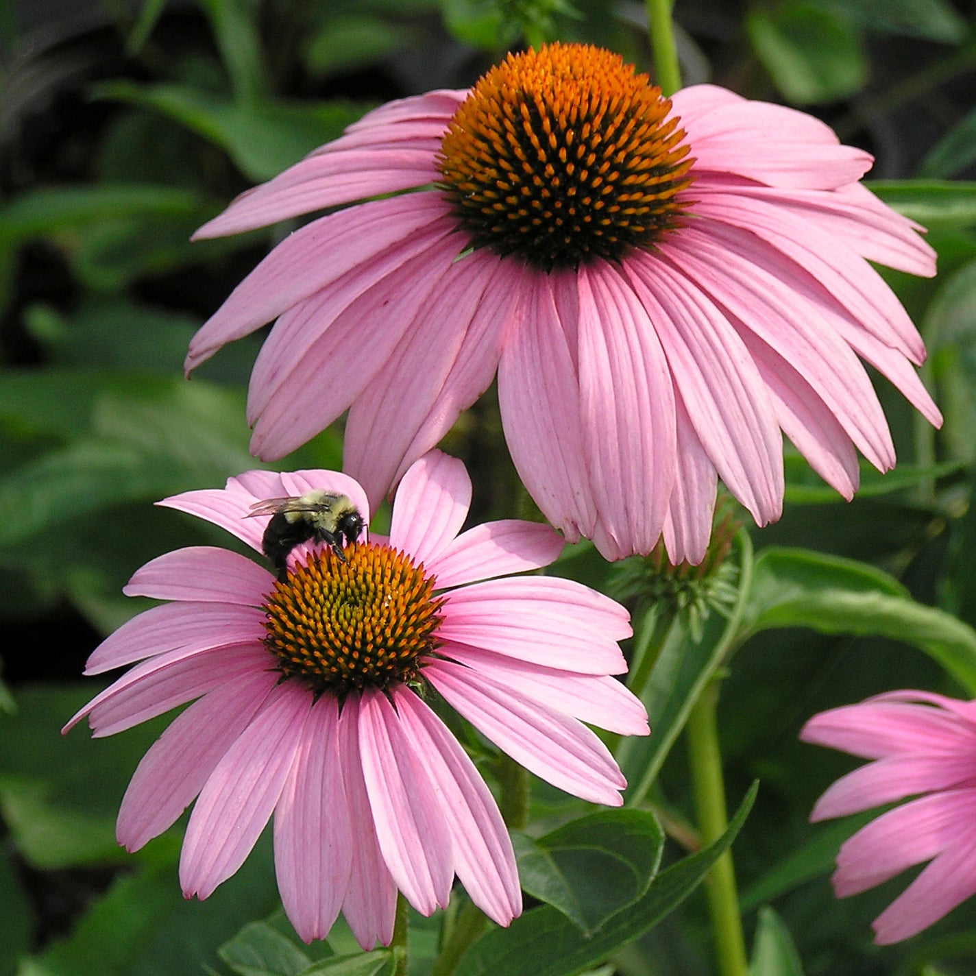 Echinacea - Magnus