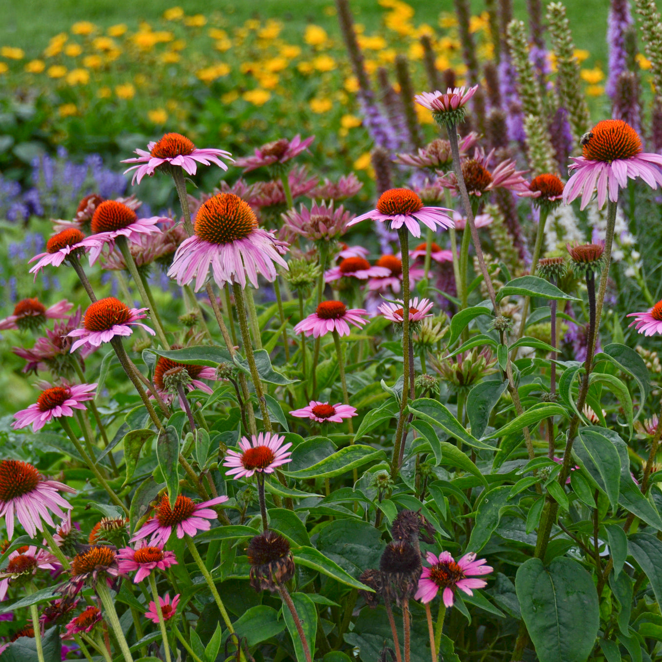 Echinacea - Magnus