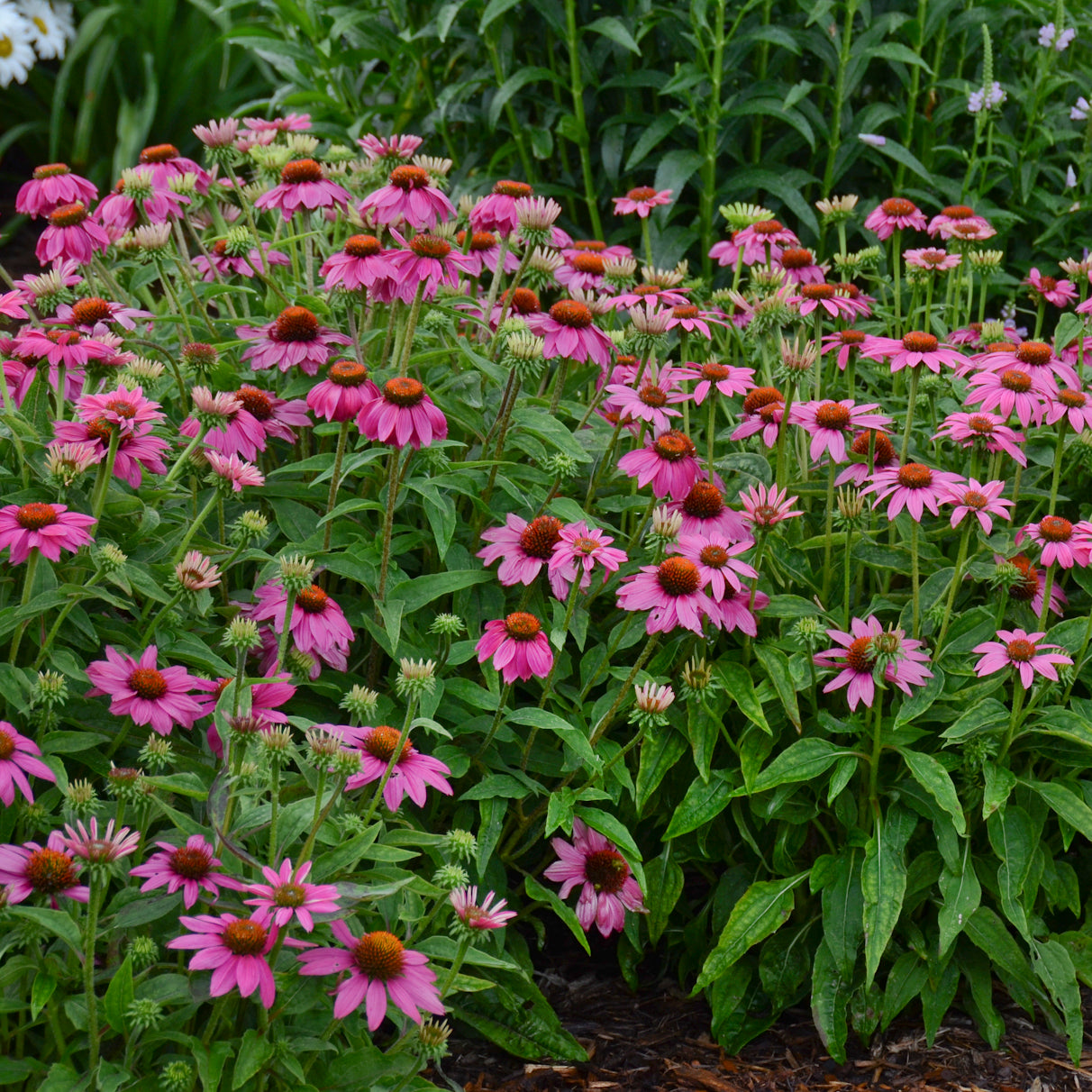 Echinacea PowWow Wild Berry (6.5" tall pot)