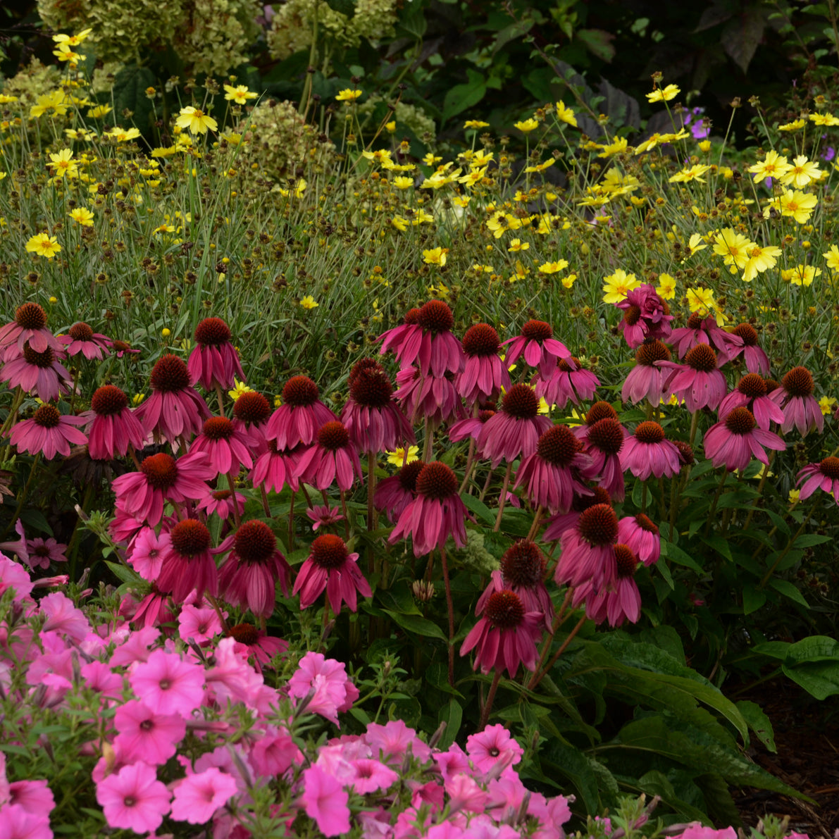 Echinacea PowWow Wild Berry (6.5" tall pot)