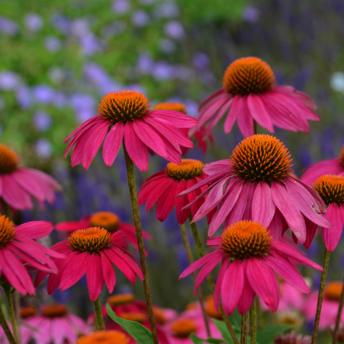 Echinacea PowWow Wild Berry (6.5" tall pot)