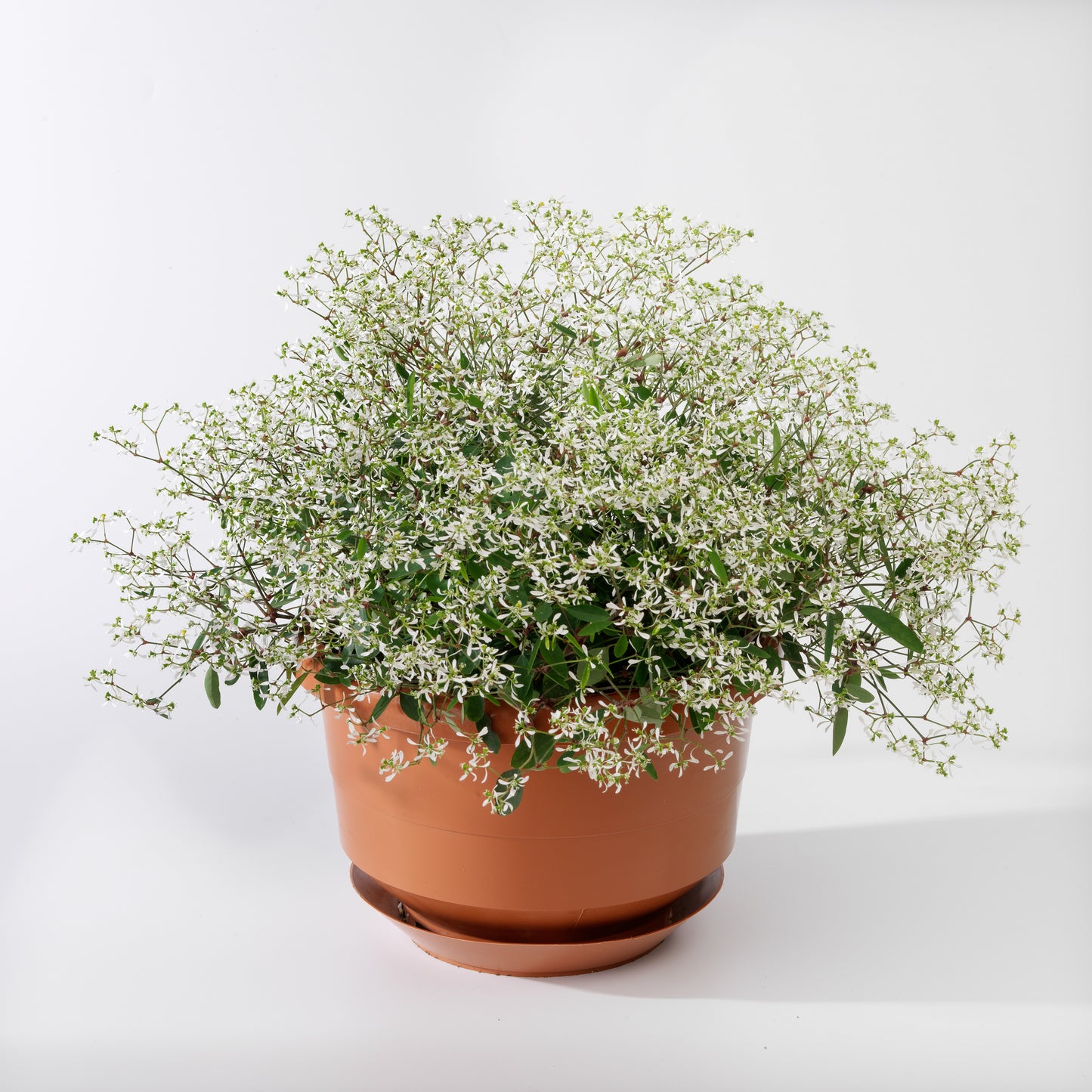 Euphorbia Euphoric White (5" pot)