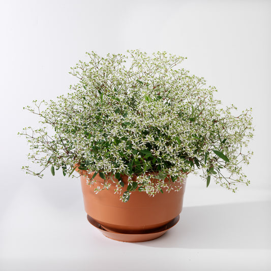 Euphorbia Euphoric White (5" pot)