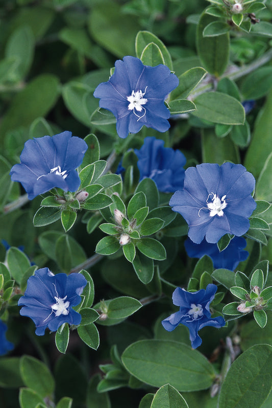 Evolvulus Blue Daze (5" orange pot)