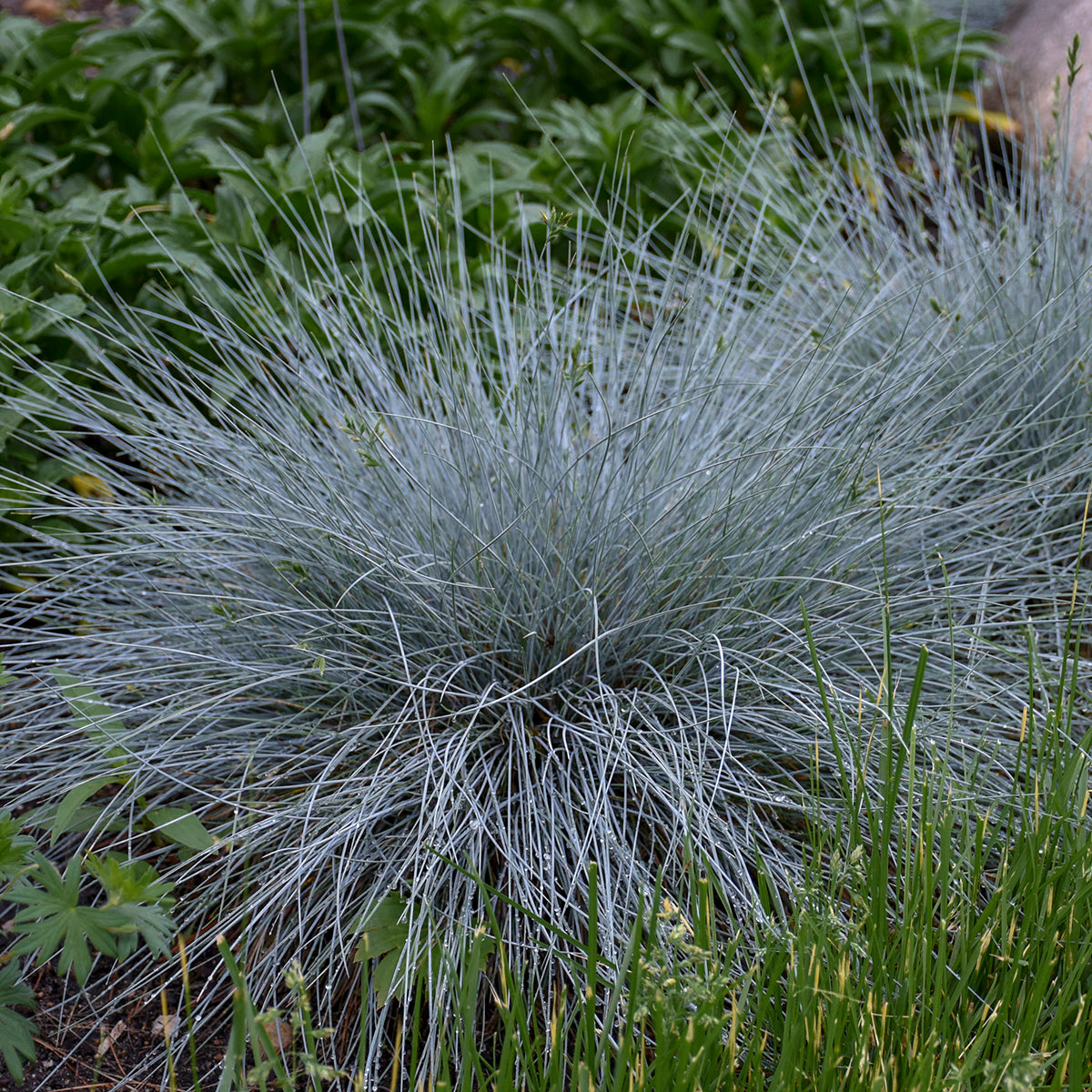 Ornamental Grass Festuca Blue Whiskers (6.5" tall pot)