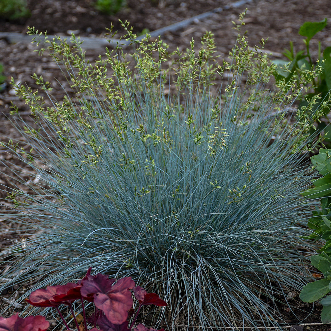 Ornamental Grass Festuca Blue Whiskers (6.5" tall pot)
