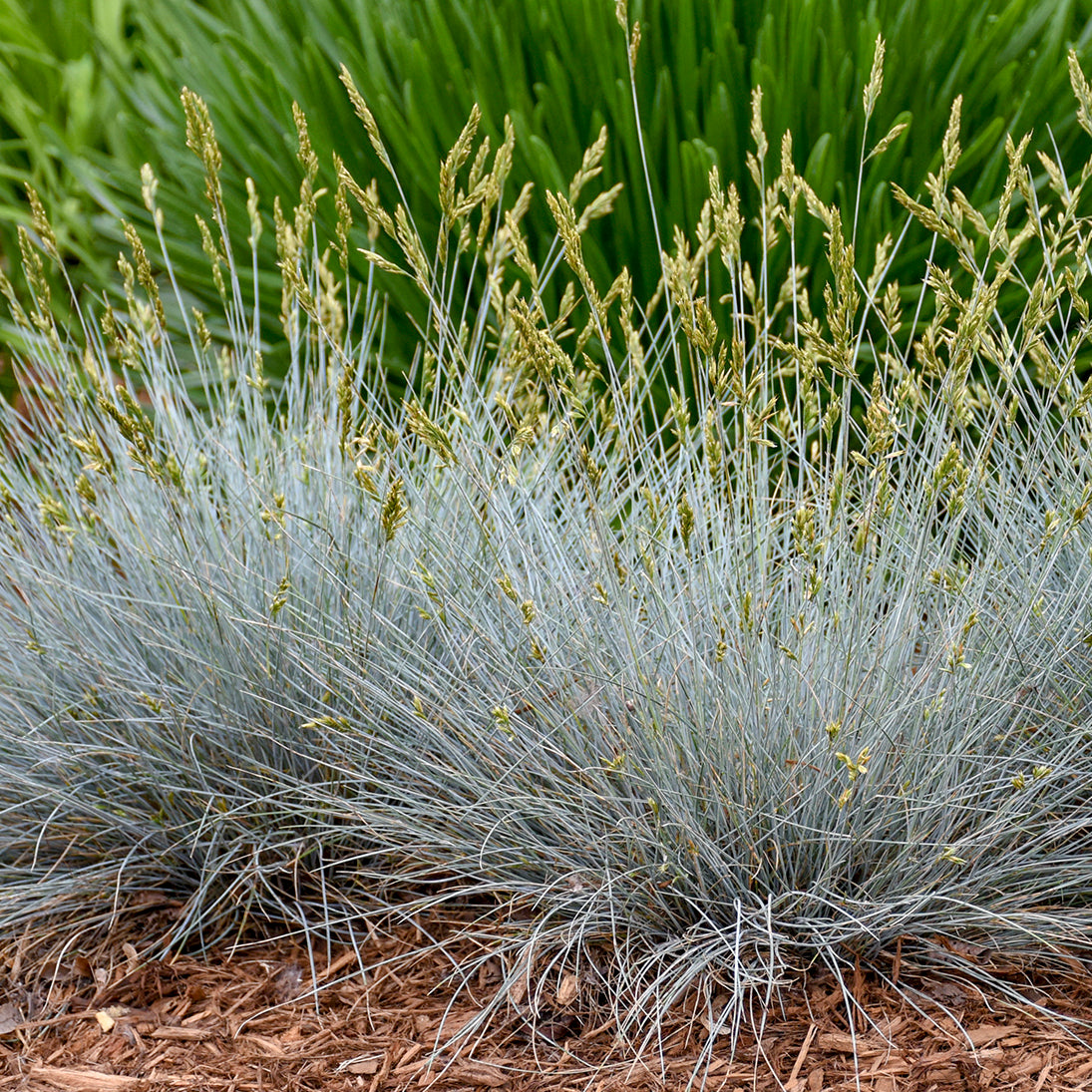 Ornamental Grass Festuca Blue Whiskers (6.5" tall pot)