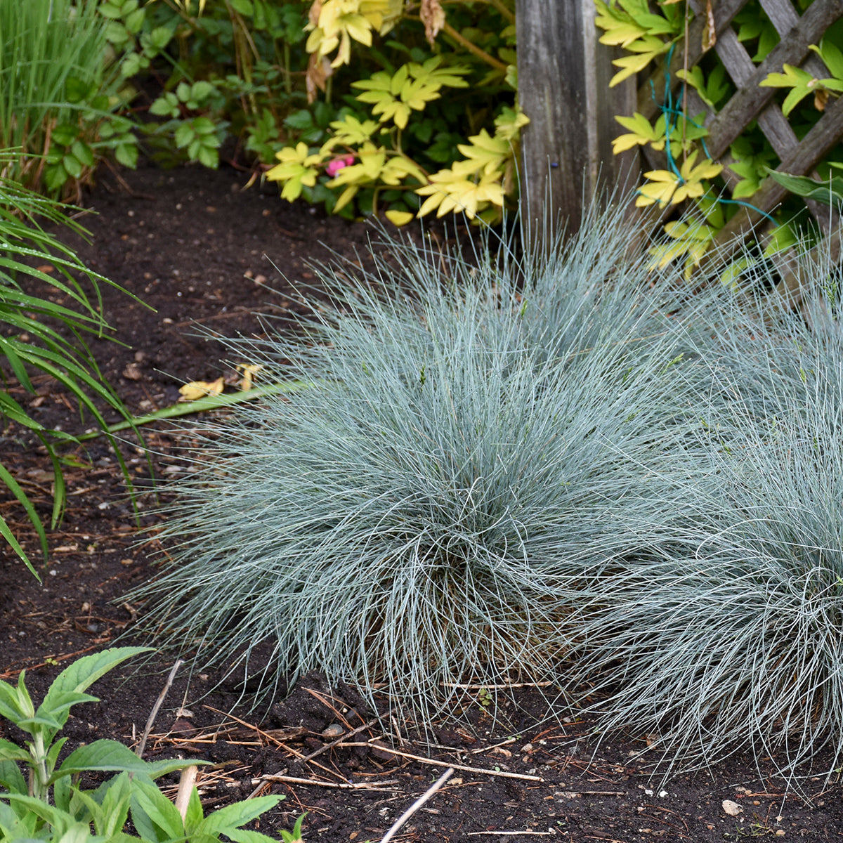 Ornamental Grass Festuca Blue Whiskers (6.5" tall pot)