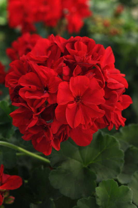Geranium Fantasia Dark Red (4.5" square pot)