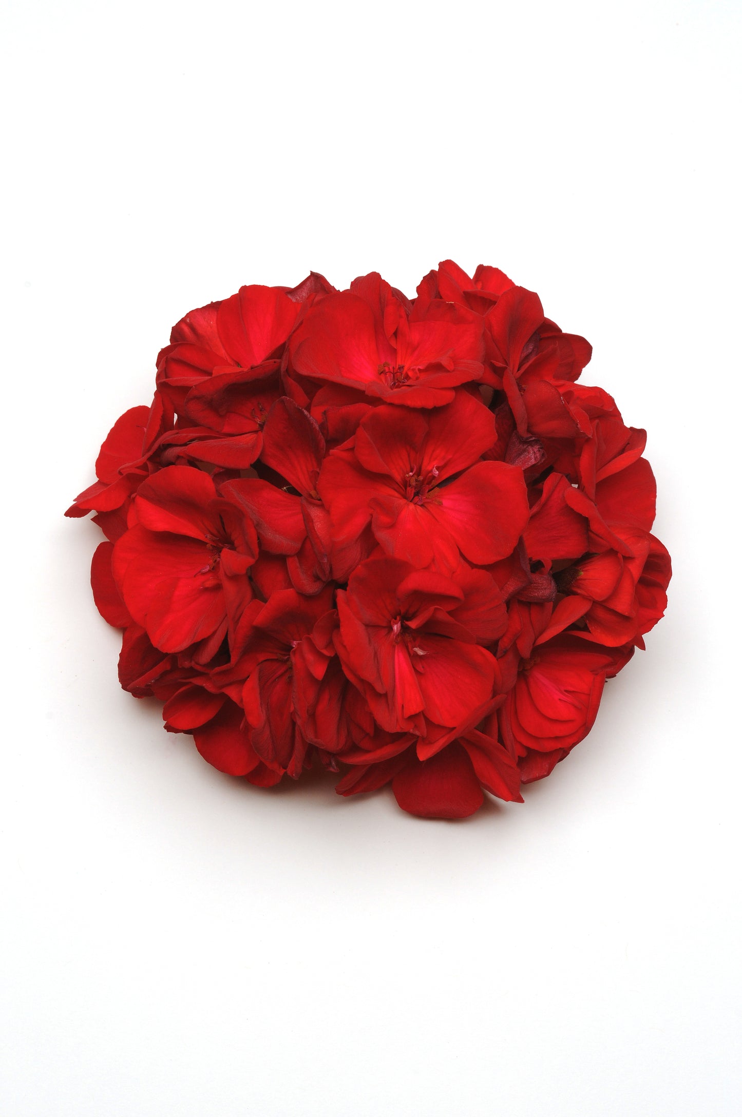 Geranium Fantasia Dark Red (4.5" square pot)