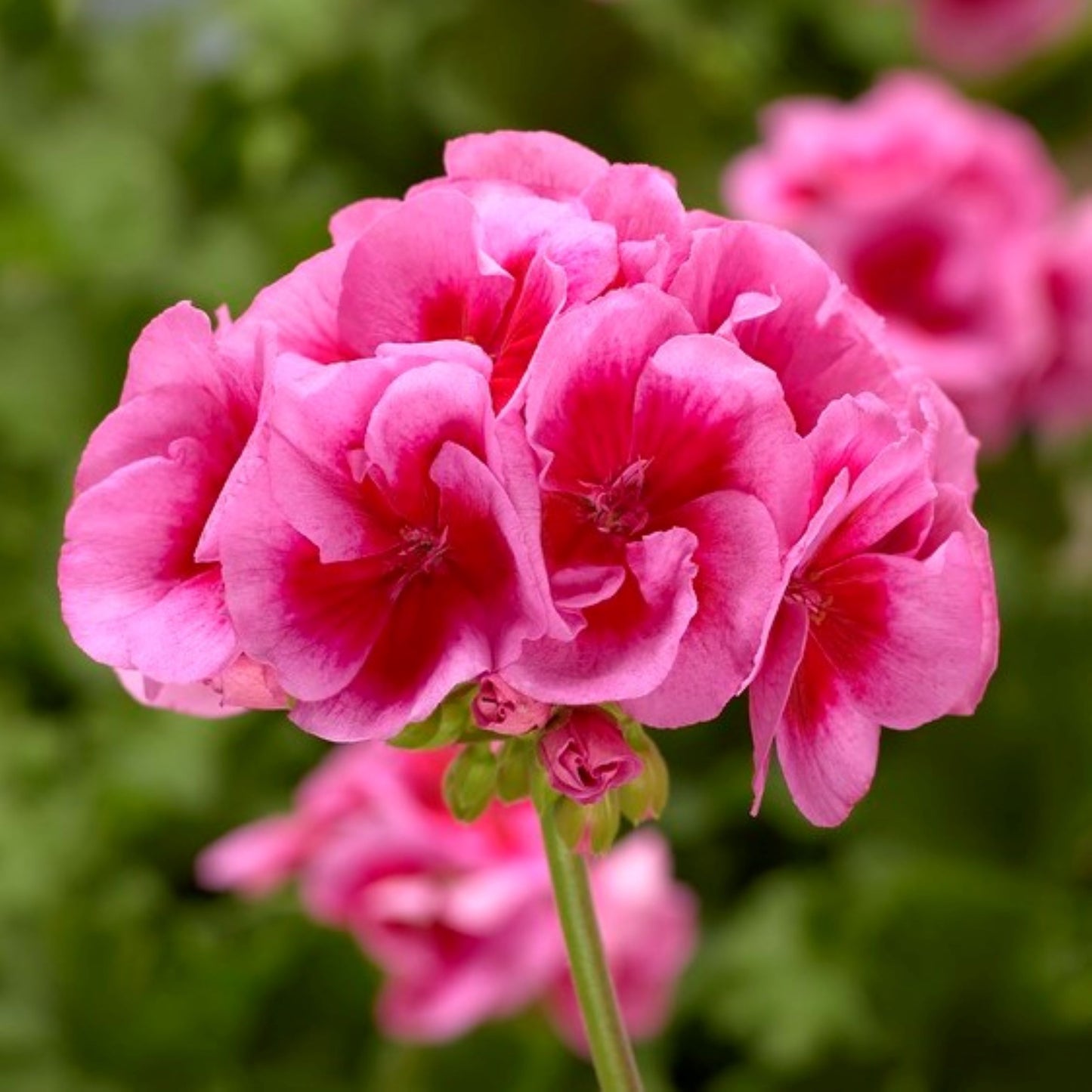 Geranium Calliope Large Rose Mega Splash (4.5" square pot)