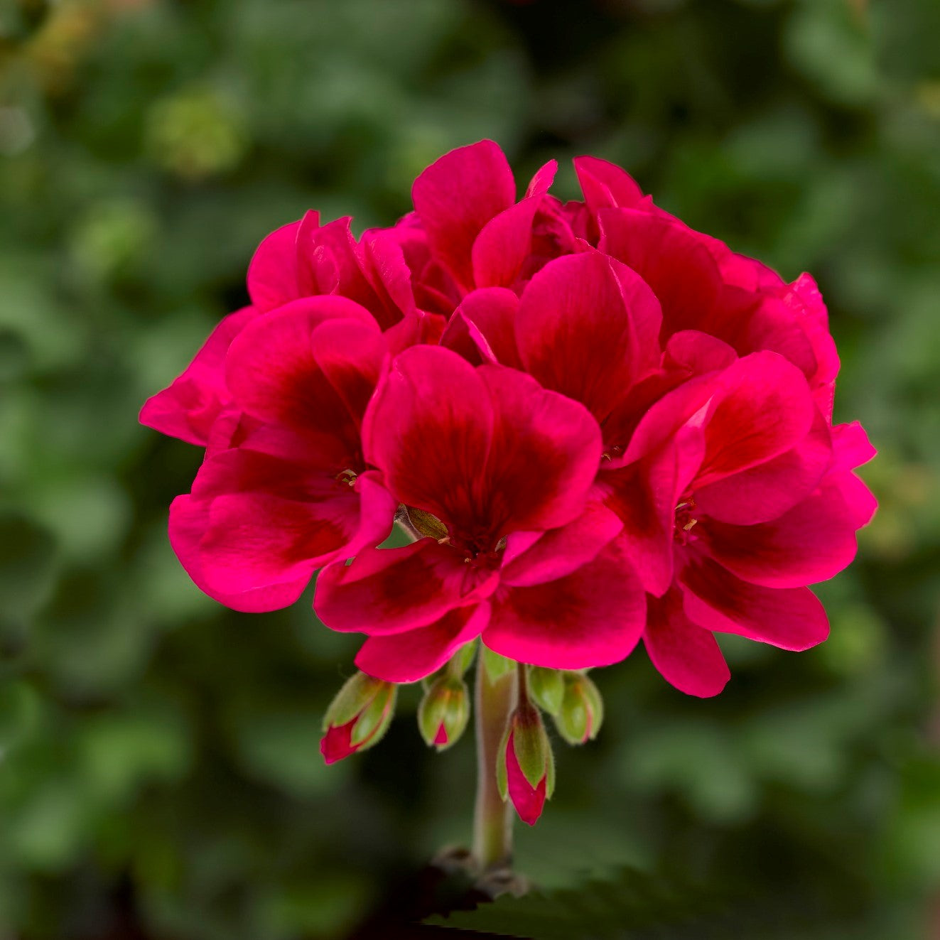 Geranium Mojo Cranberry Splash (4.5" square pot)