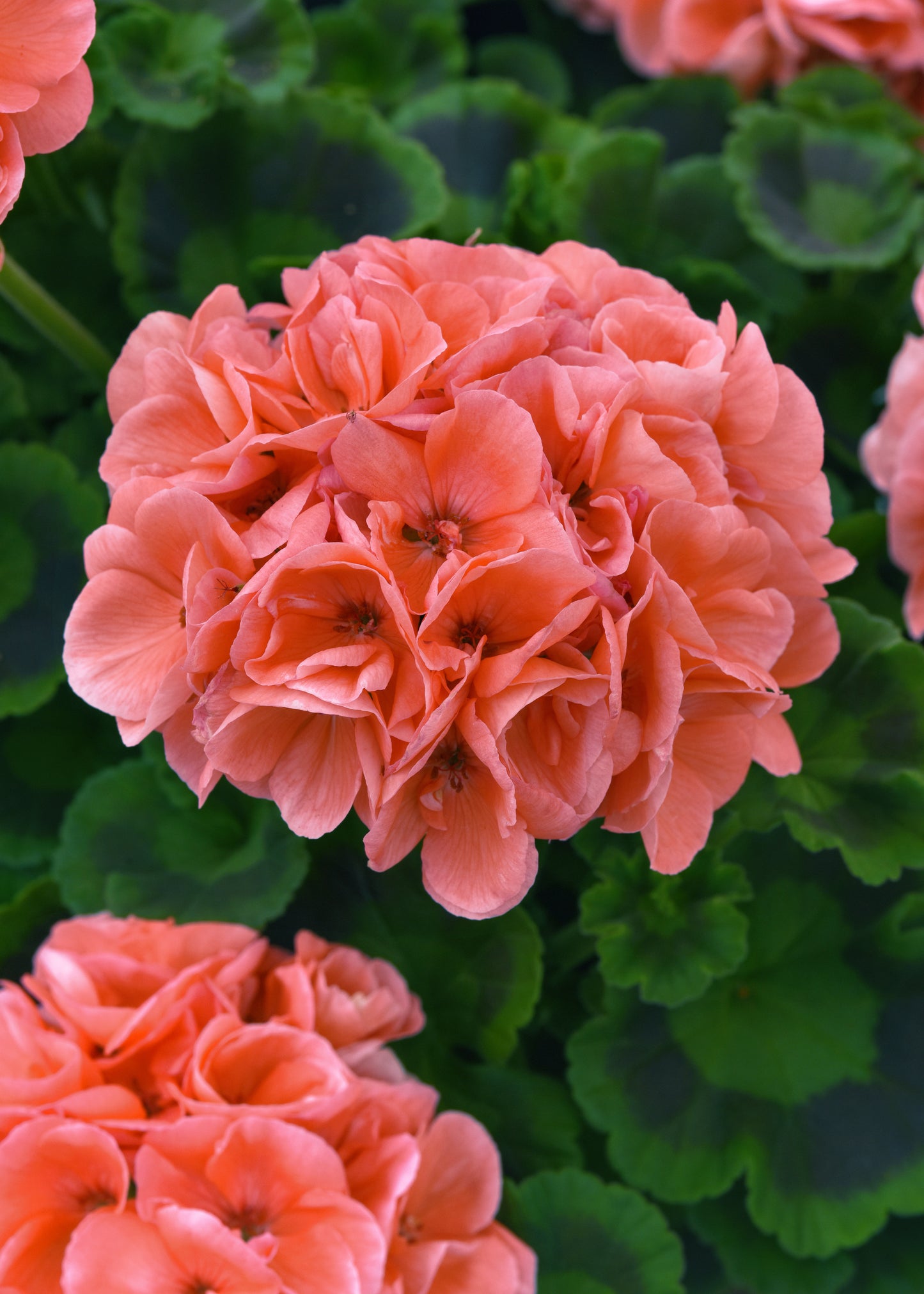Geranium Fantasia Salmon (4.5" square pot)