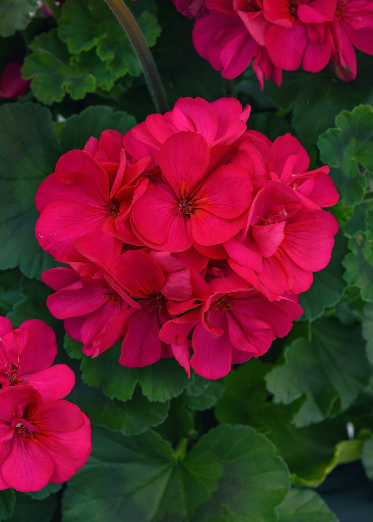 Geranium Fantasia Violet (8" round pot)