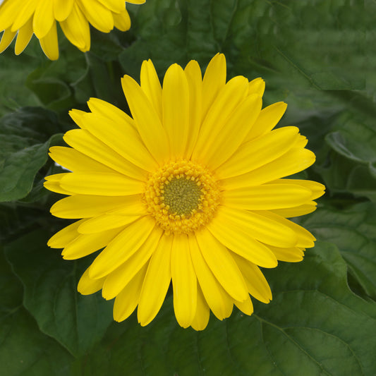Gerbera Daisy Yellow (5" orange pot)